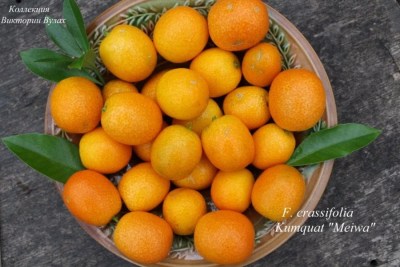 F. crassifolia 11- 